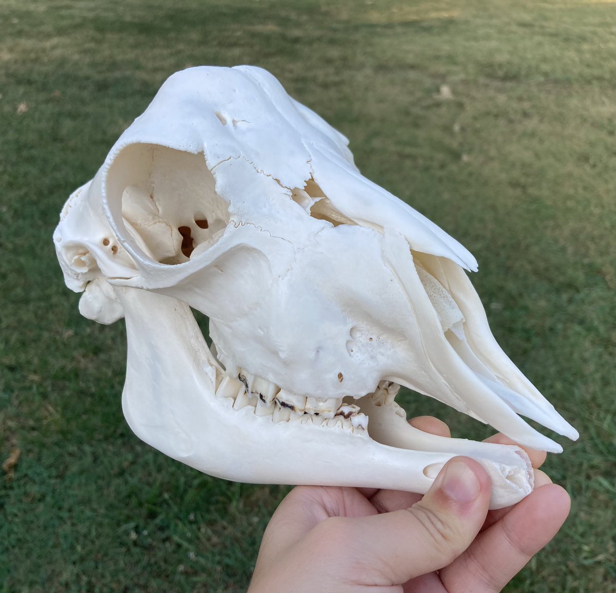 🪦 Lamb 🪦 tweet media