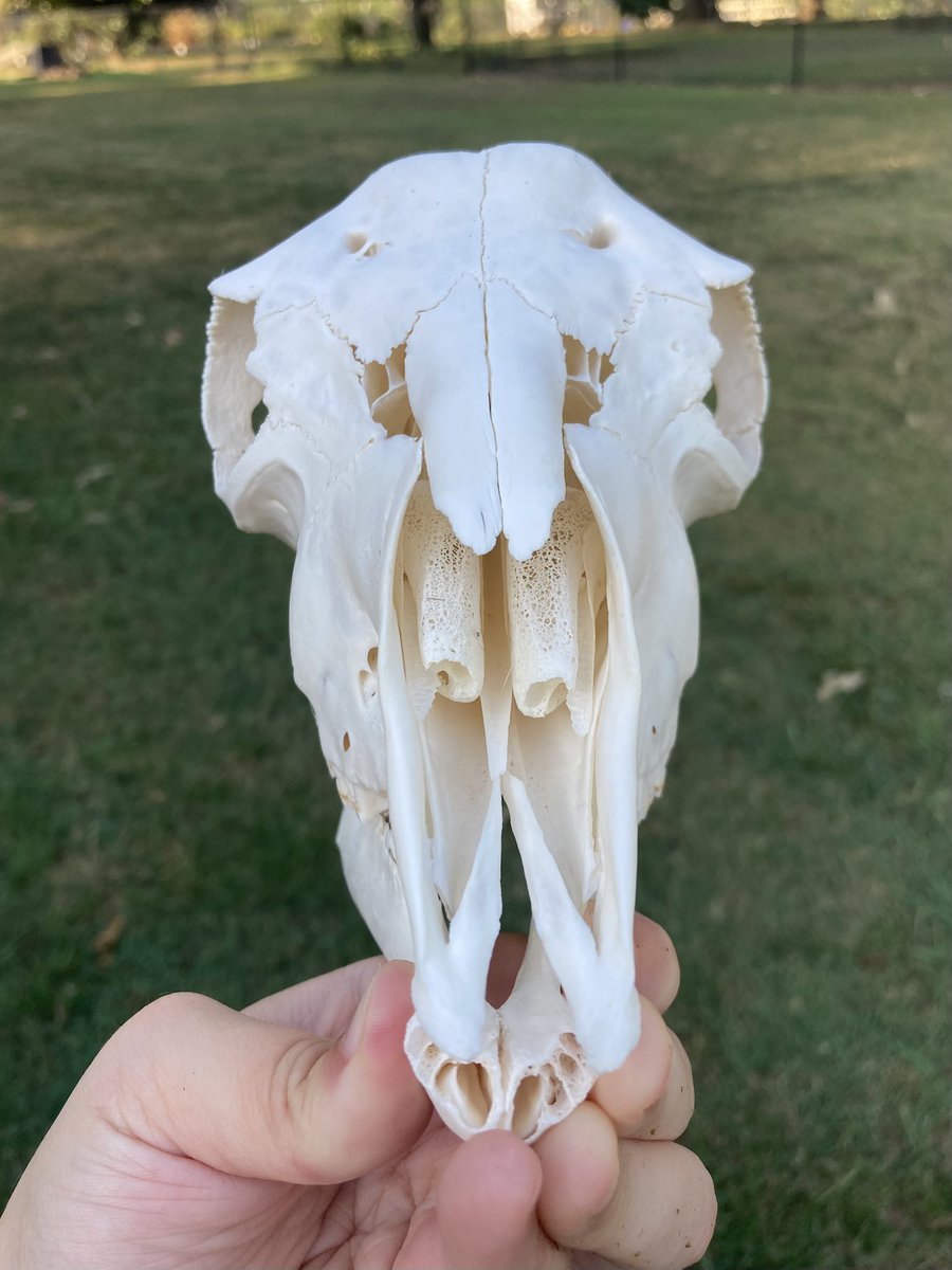 🪦 Lamb 🪦 tweet media