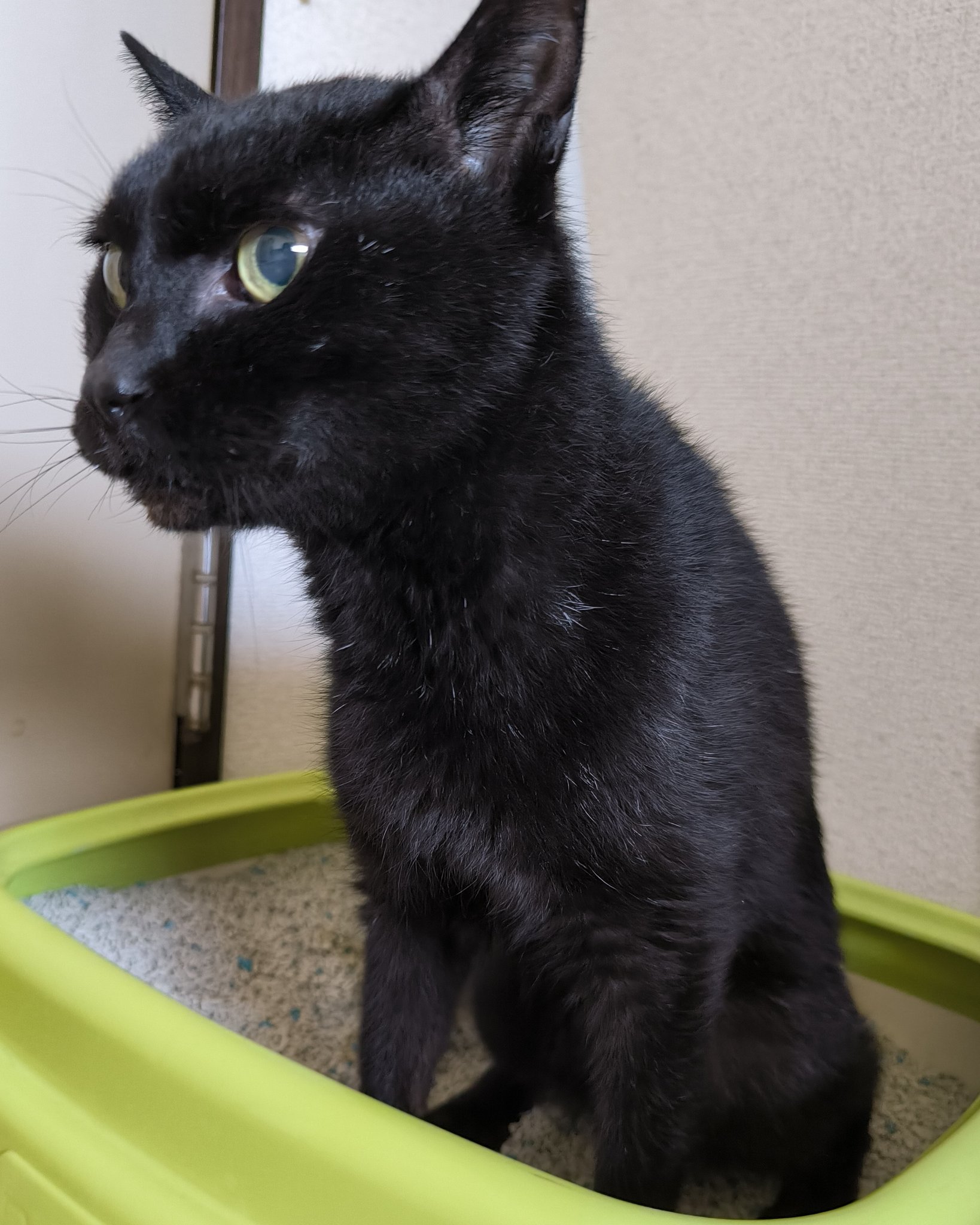 黒猫様♡ありがとうございます♡ 友 on X: 