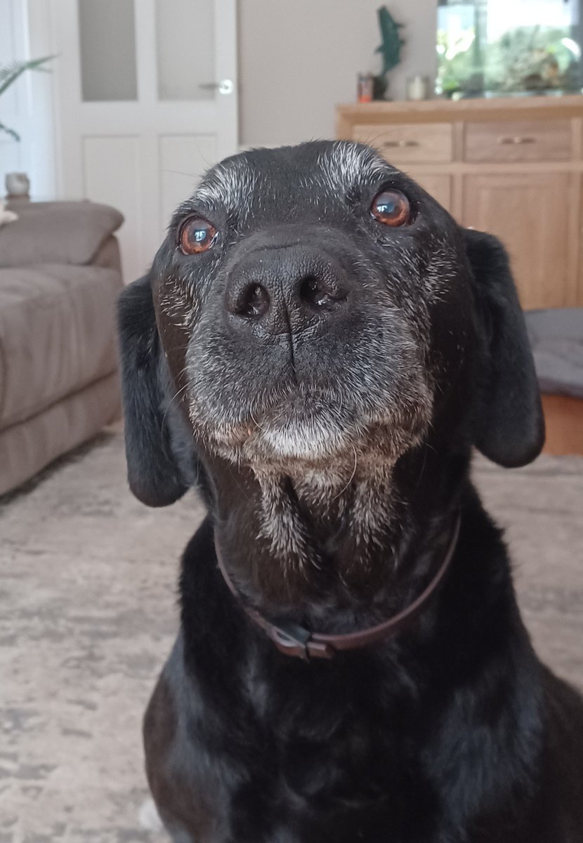 This is my boy Stiggy he is 13 and a half but still going strong even with dodgy hips.