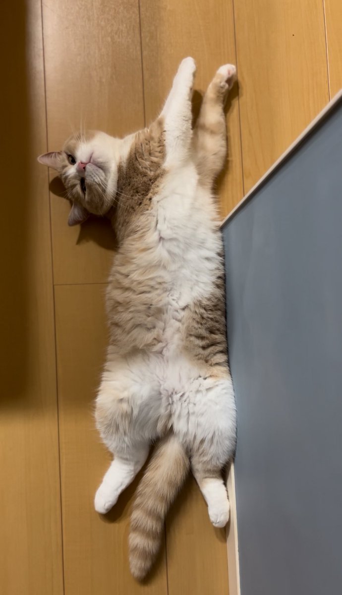 ofrithecat's tweet photo. @neko_muchamaru ジェネリック認可待ちです❶薄茶色 ❷ホワイト ❸ピンク ❹ゴールドお目目 ❺まぁハチワレ ❻しましましっぽ ❼たぶん前世は、たぬきかだし醤油 https://t.co/DE0eztNfW4