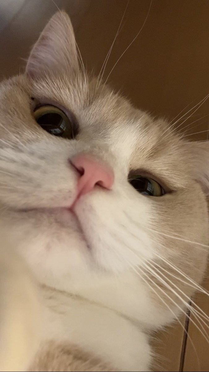ofrithecat's tweet photo. @neko_muchamaru ジェネリック認可待ちです❶薄茶色 ❷ホワイト ❸ピンク ❹ゴールドお目目 ❺まぁハチワレ ❻しましましっぽ ❼たぶん前世は、たぬきかだし醤油 https://t.co/DE0eztNfW4