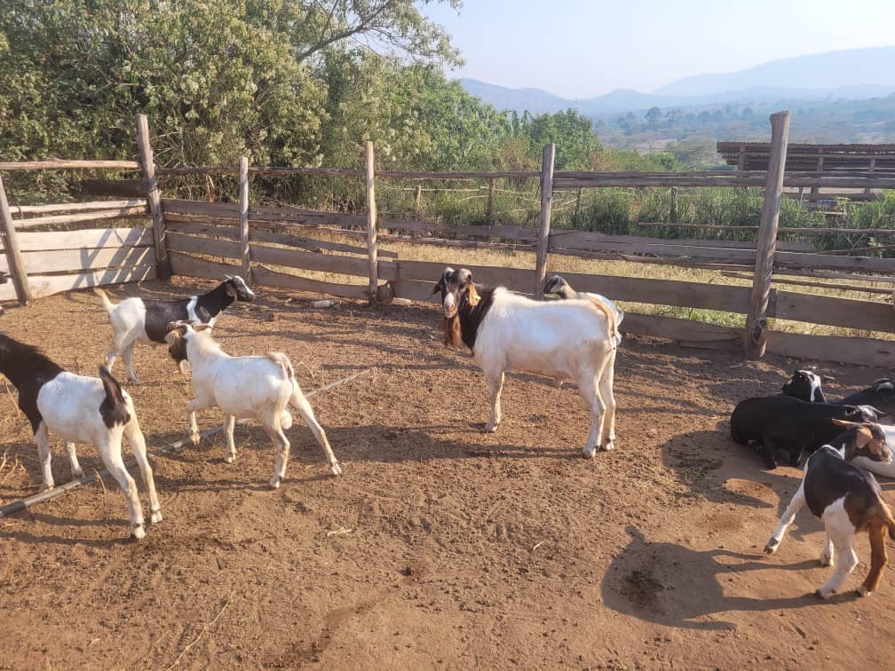 Agronomme_'s tweet photo. 🐐 Why do most goat farmers lose money without realizing it?
Let’s break it down 👇
#GoatFarming #AgroTips