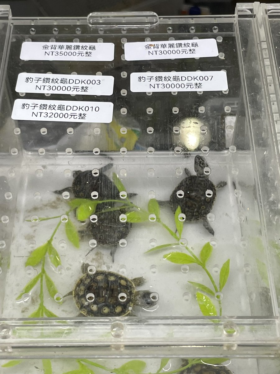 ウサギとカメ　【希少品】コカコーラ　タイピン うさぎ用 ファンシー うさぎとひよこ 全6種コンプリートセット