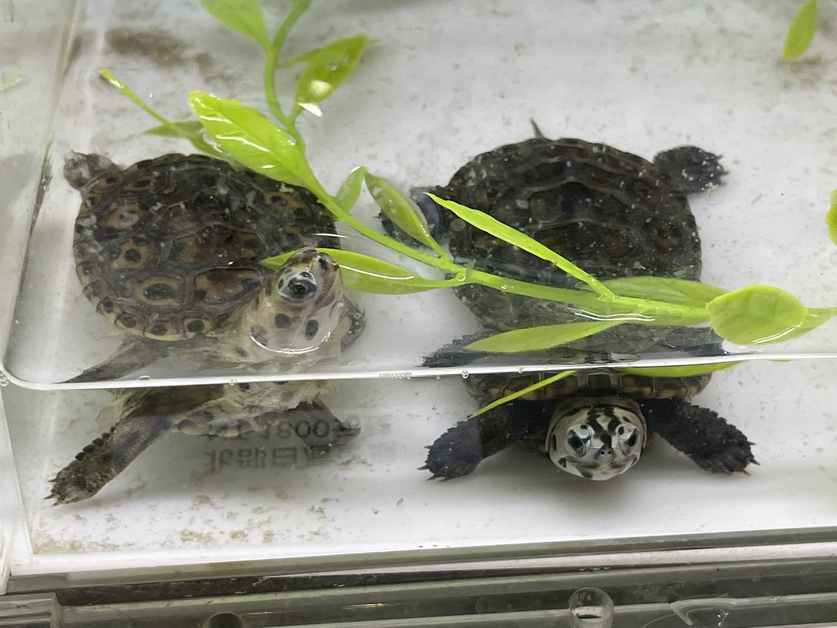 tohi (@tohira17) / X