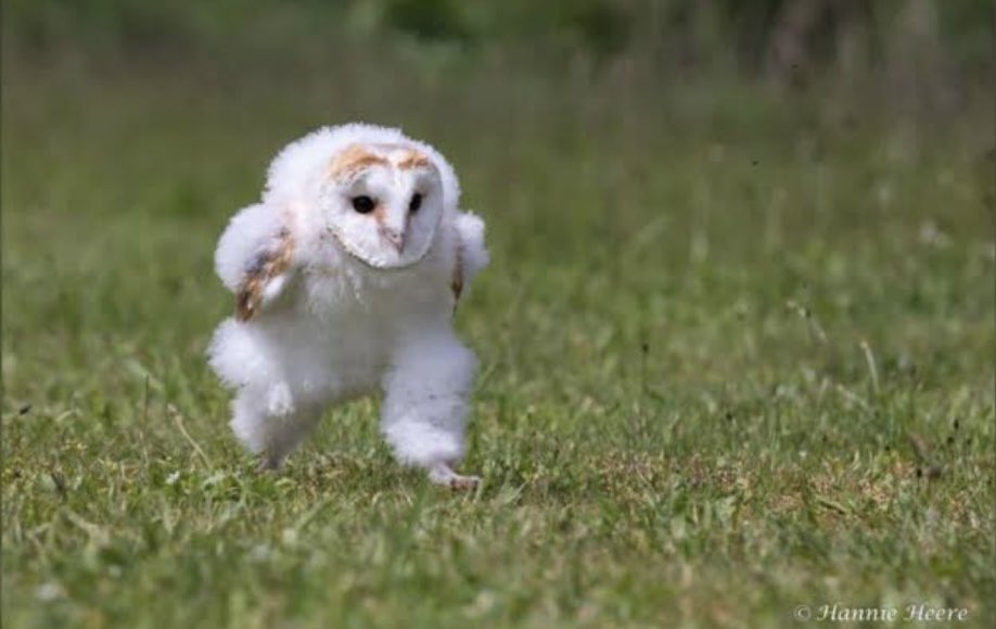 knm_to's tweet image. 「エッホエッホ、ブルーアンビエンス歌ったってみんなに伝えなきゃ」

#サマソニ2025
#Mrs. GREEN APPLE