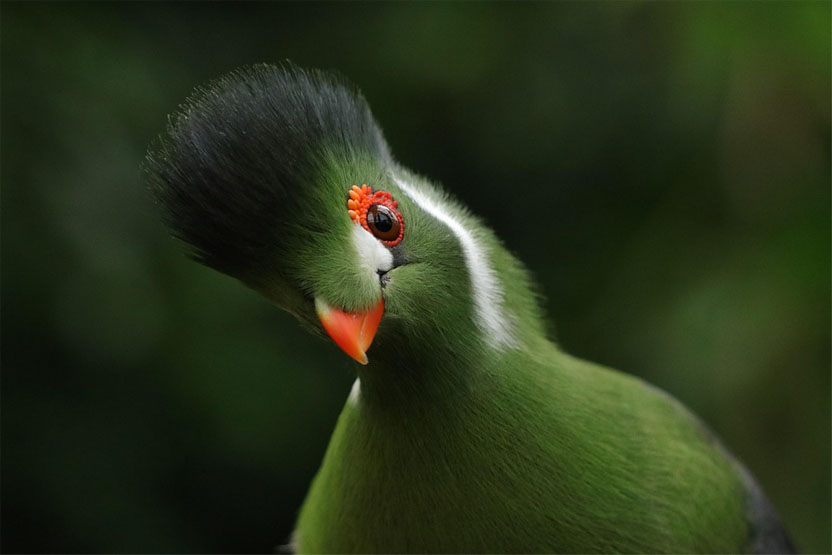 Les vagues de chaleur font chuter les populations d’oiseaux tropicaux

#TiredEarth #Chaleur
🔗tiredearth.com/news/les-vague…