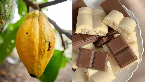 NDTVFood's tweet image. How Is Chocolate Made In India? A Journey From Cacao Tree To Bar
food.ndtv.com/food-drinks/ho…
#chocolate #cacaotree #chocolatemakingprocess