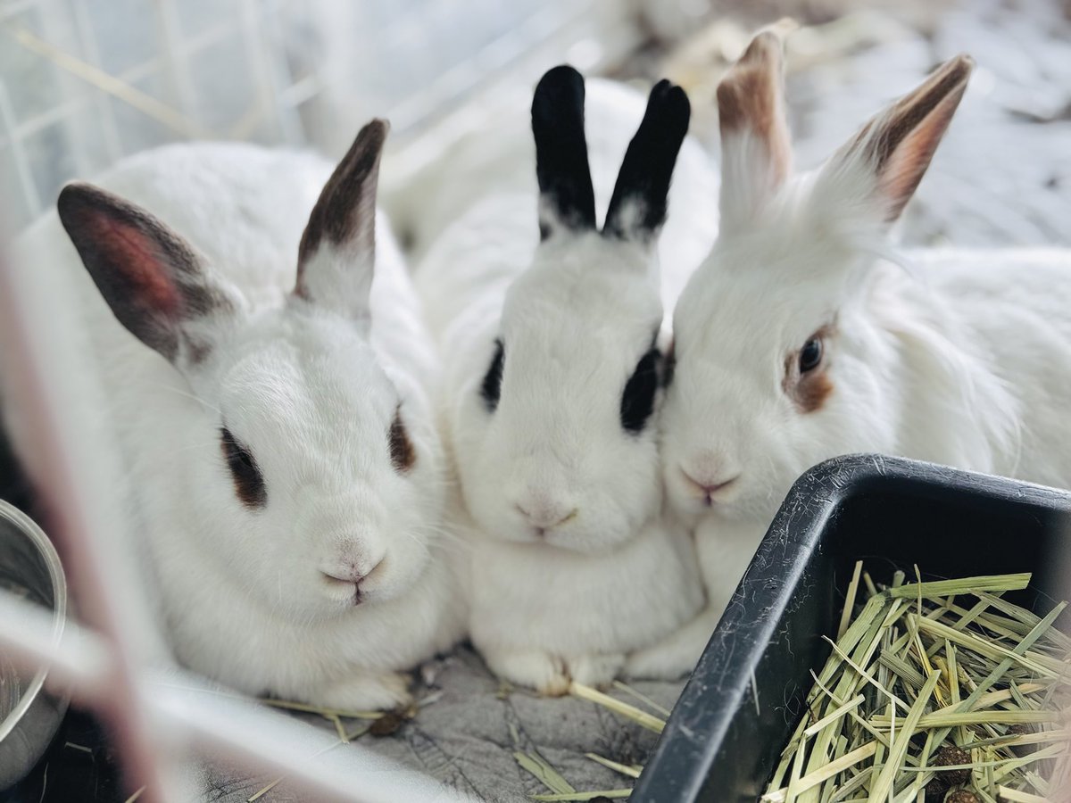 안녕하세요.
오늘은 꾸시꾸시의 조금 솔직한 이야기를 들려드리고자 합니다. 꾸시의 운영 방식에 관심이 있으신 분들은 타래를 읽어주시면 감사하겠습니다!🙇‍♀️