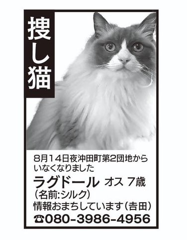 宮崎県延岡市のかた、猫探しです。情報おまちしています!DMでもOKなので、なにかありましたらご連絡ください。 
