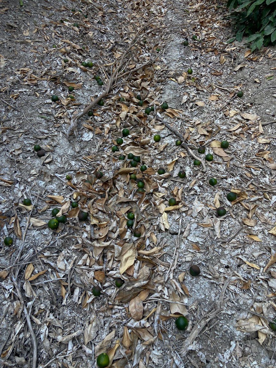 9-15 Ağustos tarihleri arasında yaşanan aşırı sıcak hava sebebiyle tüm mandalina çeşitlerinde ciddi meyve yanıkları ve meyve dökümleri var. Beklenen rekoltede önemli ölçüde düşüş olacağını tahmin ediyorum. Şubat sonu yaşanan don hadisesinden sonra bu olay büyük bir yıkım oldu.