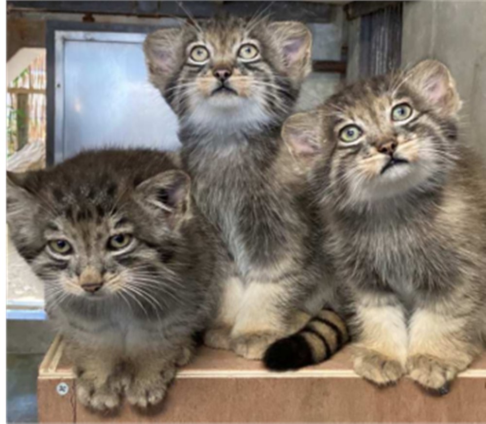 【すくすく】赤ちゃんマヌルネコ3頭、毎日しっかり食べて寝て遊ぶ 東山動植物園
news.livedoor.com/article/detail…

離乳をきっかけに、5月26日に誕生した3頭の一般公開を開始。マヌルネコは非常に警戒心が強く、見られないことも多いそう。性別が分かり次第、3匹それぞれの愛称投票が実施される予定だという。