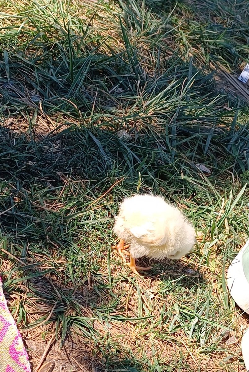 Civcivden de baya baya evcil hayvan oluyormuş :) 
Kızım civcivle kombin yapıyor, oyun oynuyor, parka götürüyor. Bir de güneş gördüğü yere devrilip yatma huyu var.