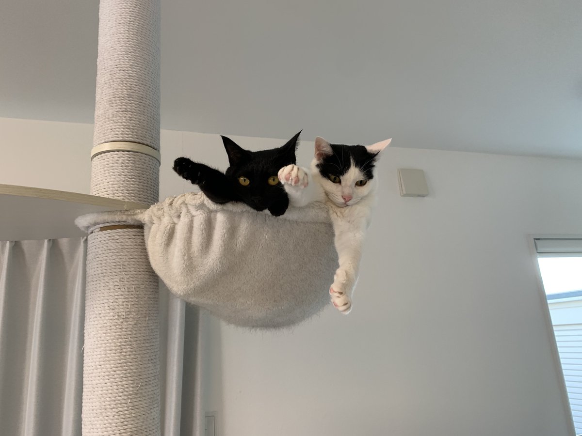 下から見たやつと横から見たやつ