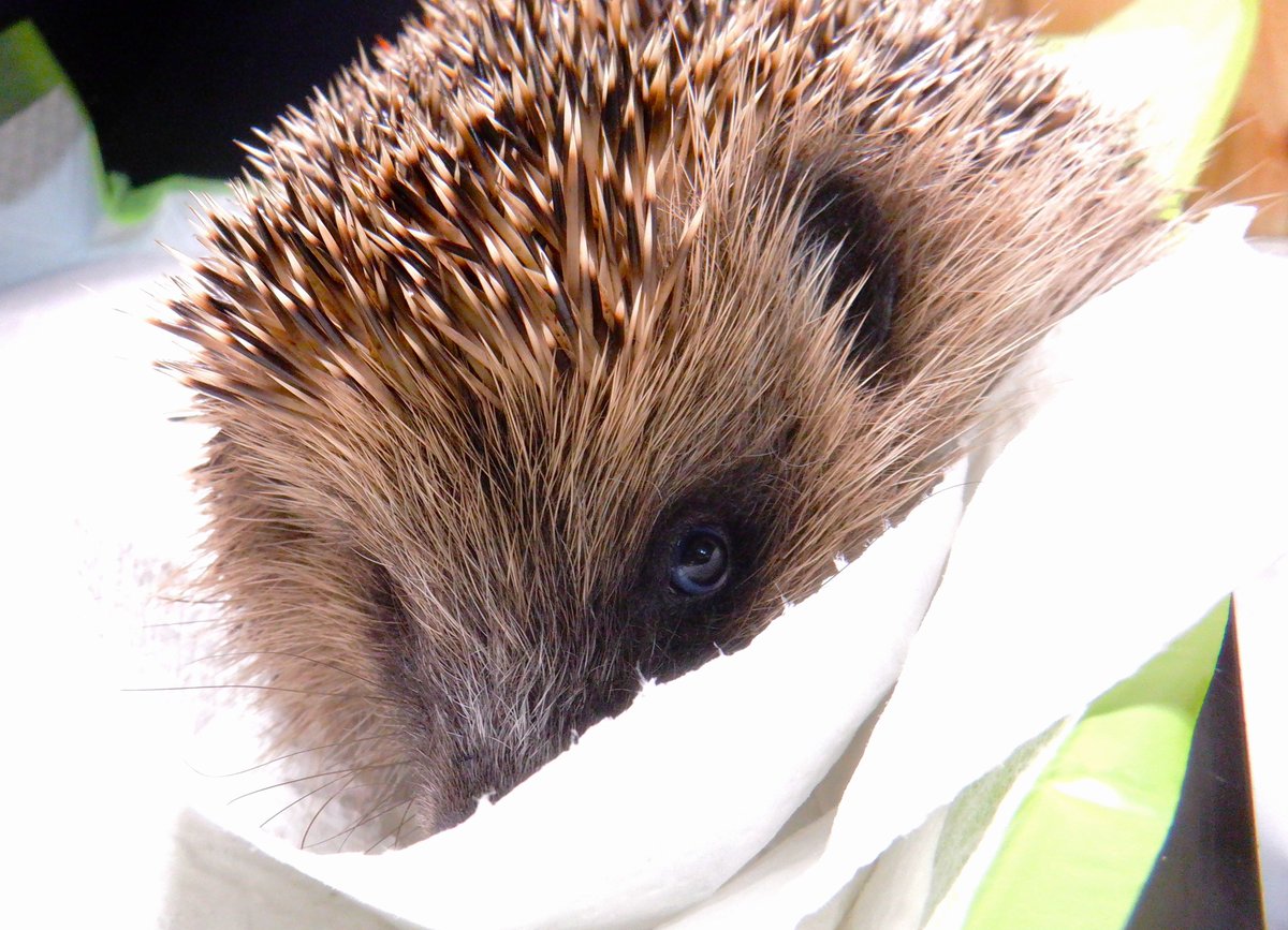 HedgehogCabin's tweet image. Darling little Jess isn&apos;t a fan of the injections needed to treat her deadly fluke infection. But they will save her life.
It&apos;s such a shame; this dear little girl has survived so much and was released back to the wild brimming in health, only to contract fluke.
There&apos;s been a…