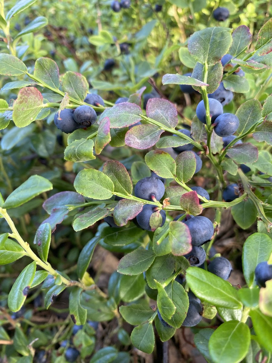 Aika mukavasti vielä hyviä mustikoita saatavissa.