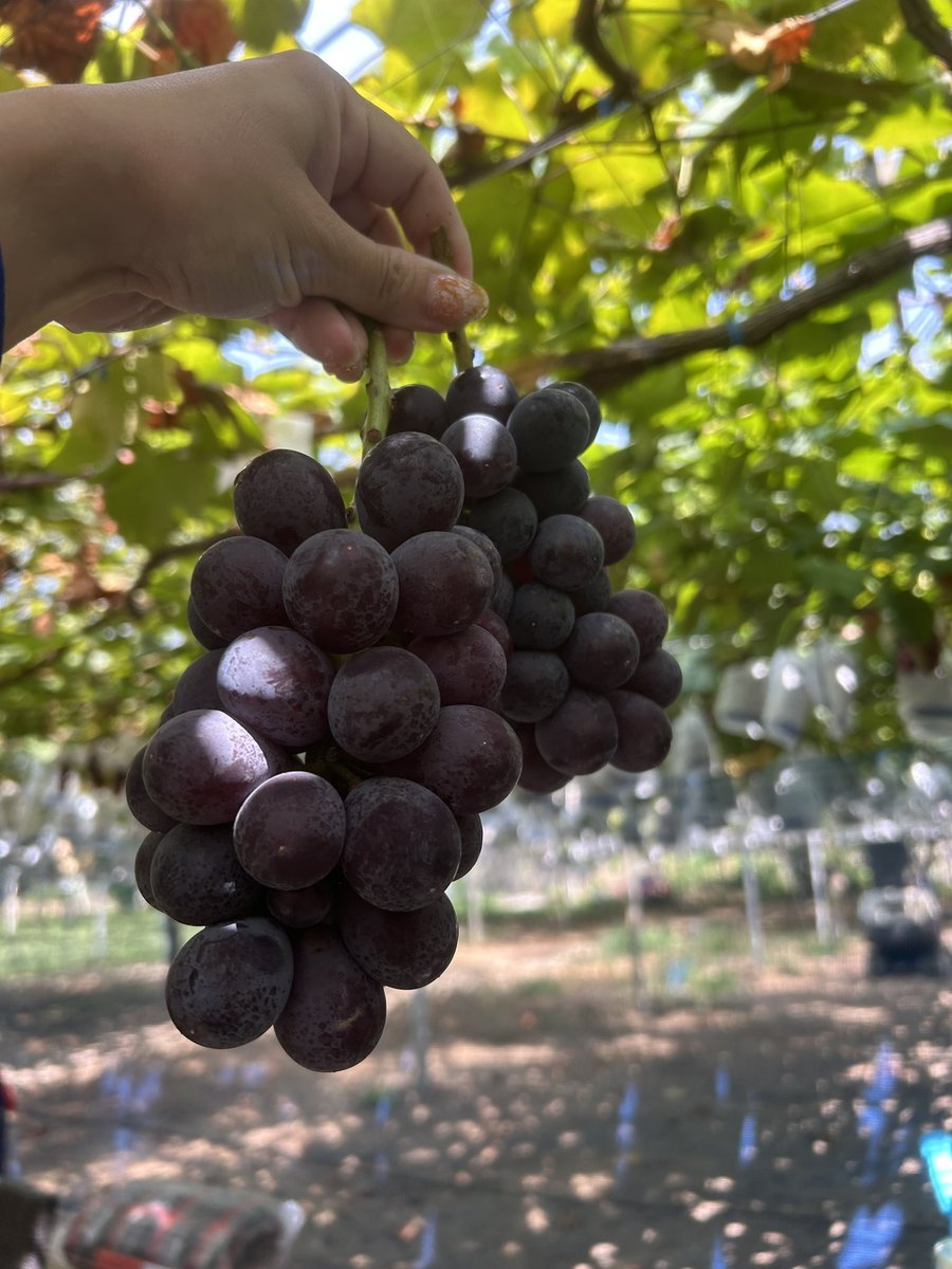 ぶどう狩り
ちょうど巨峰が始まって美味しかった！
3人で14房🤲✨

息子G3 0次予選３連敗中だけど
G2は3人とも通った！
よかったー！！
