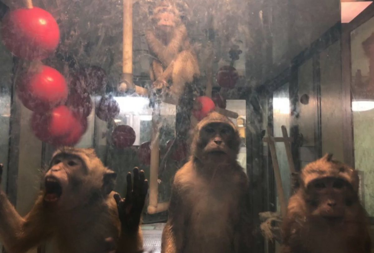 StopCamarles's tweet photo. La organización @AnimalRightsNL  ha descubierto que Camarney también ha enviado a cientos de macacos a su masacre en laboratorios del Reino Unido a través del centro holandés Hartelust; otra miserable empresa que se dedica a la “compra-venta de animales para experimentación".
https://t.co/qRfvdN7qKs

¿Hasta cuándo vais a seguir permitiendo este horror y las incontables atrocidades de Camarney @gencat  @agriculturacat  @mitecogob ? 
https://t.co/c33IeMjE4v

(Foto de macacos de cola larga en un laboratorio de Reino Unido, probablemente, tras haber sido enviados desde Camarney. © @ELUncaged23 )

#NoEsCiencia #AboliciónVivisección