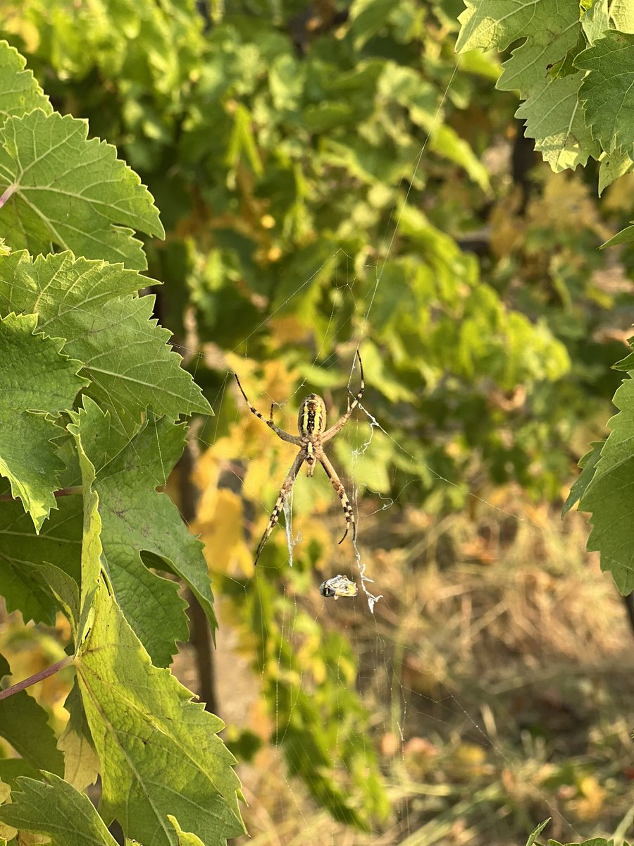 BunkermanV2's tweet image. Cant even work cause i gotta watch out for this mf