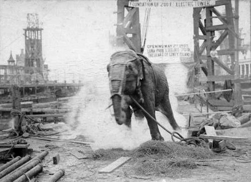 kavitha129's tweet photo. #StrayDogs have many backup voices!

#Topsy - An Asian elephant who worked in a circus (1903, US)
When one circus worker stuck a lit cigarette in her mouth (the last feather) she got furious, threw him on ground then crushed him.
As a punishment she was electrified (#ThomasAlvaEdison 's company filmed it)