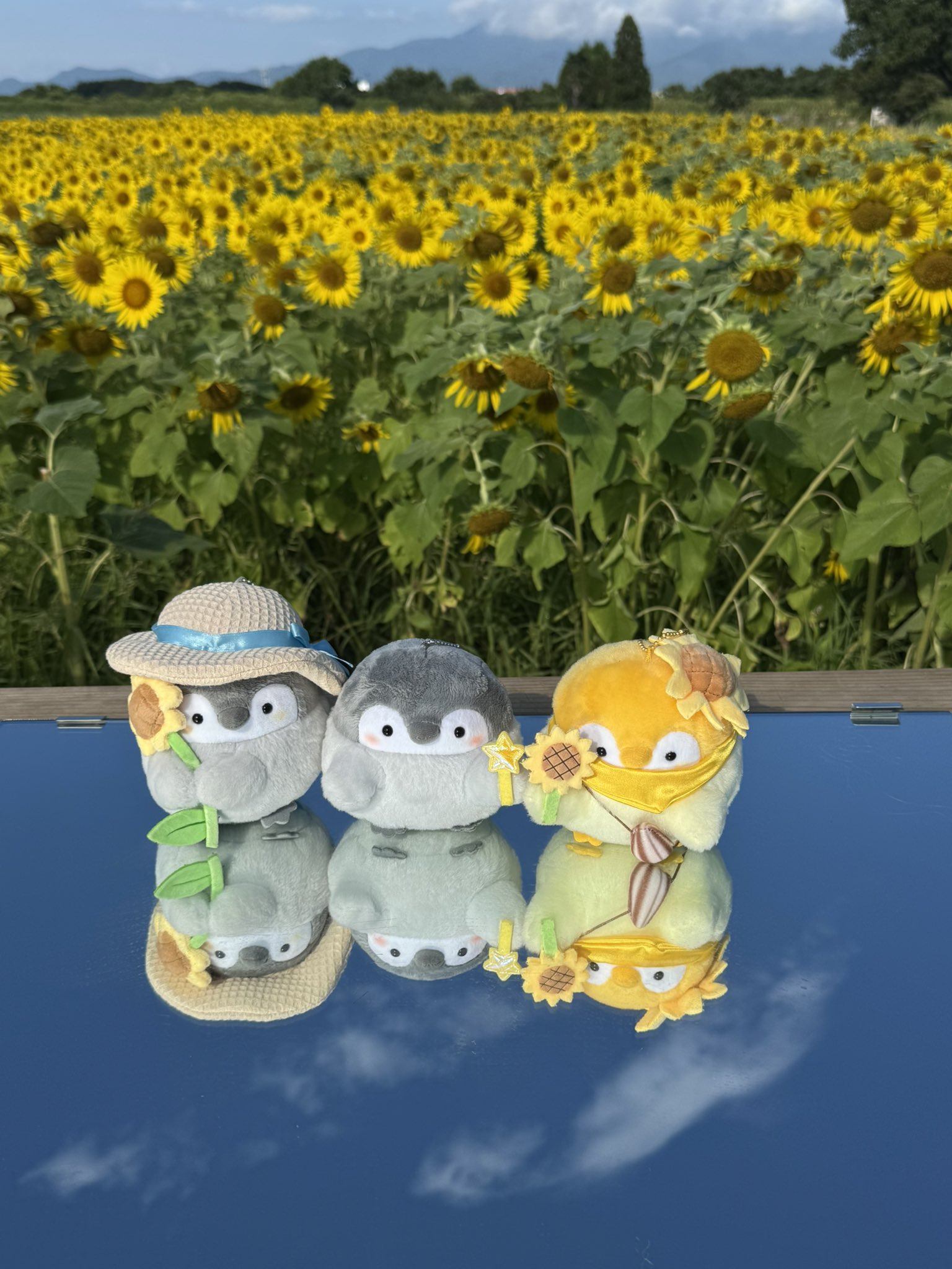 スーちゃん ひまわり畑で待ち合わせ ひまわり畑を日回りするヒーマギア アルトじゃーないとっ