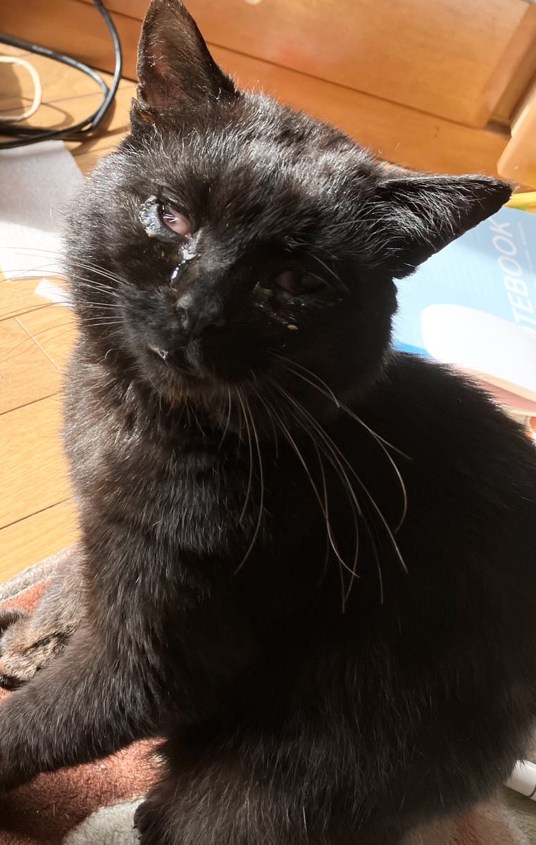 黒猫 背脂侍 🌻🍉🍧🍨 on X: 