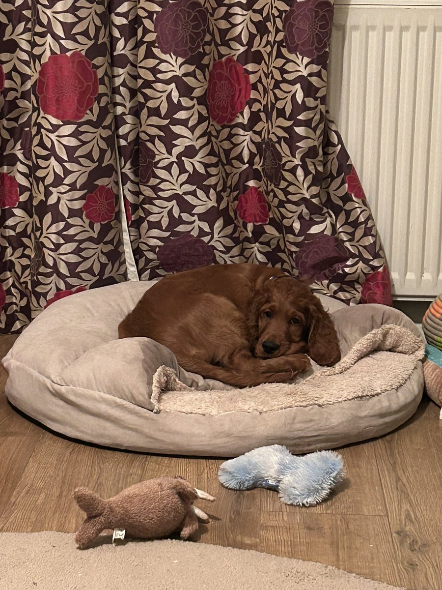 dogcelebration's tweet image. How it started vs how it’s going
😂🥹 Dylan’s got so big!
#DogCelebration
Where has the time gone!
❤️🐾