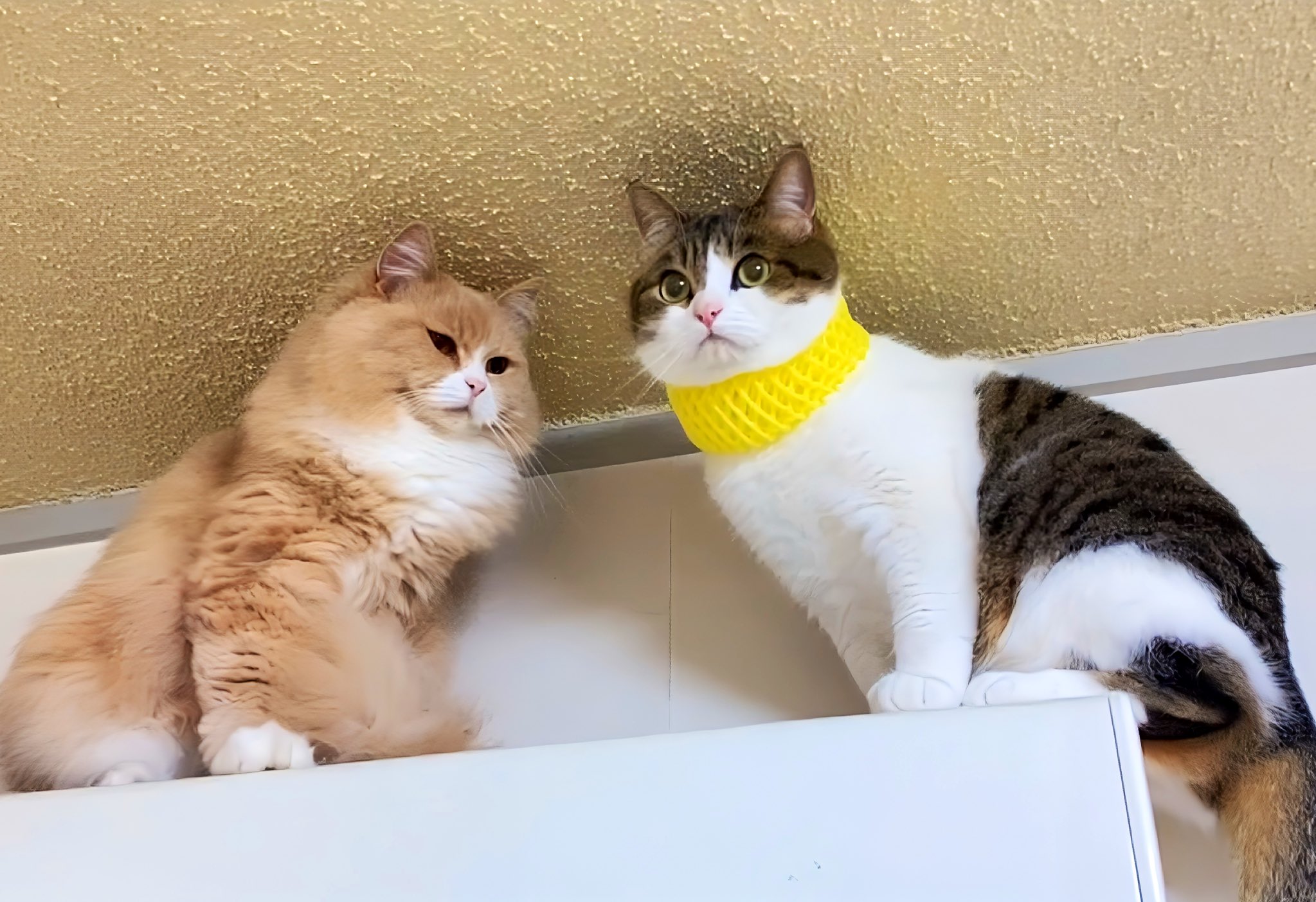 猫さん Watanabe Tsubasa on X: 