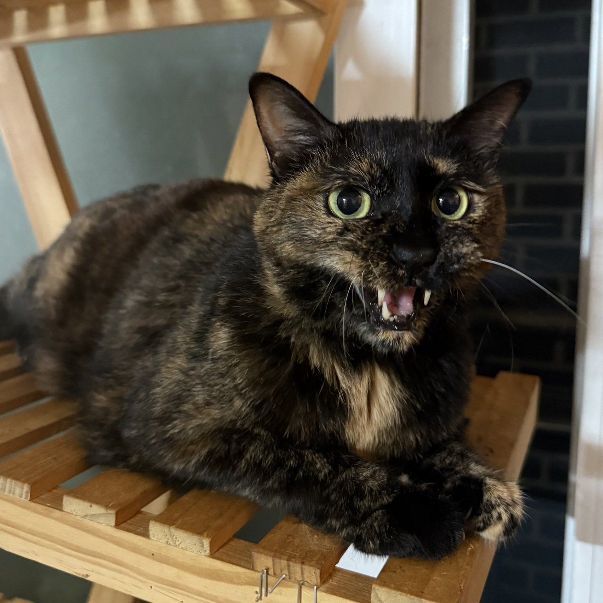 김삐용씨 요즘 너무 귀엽다