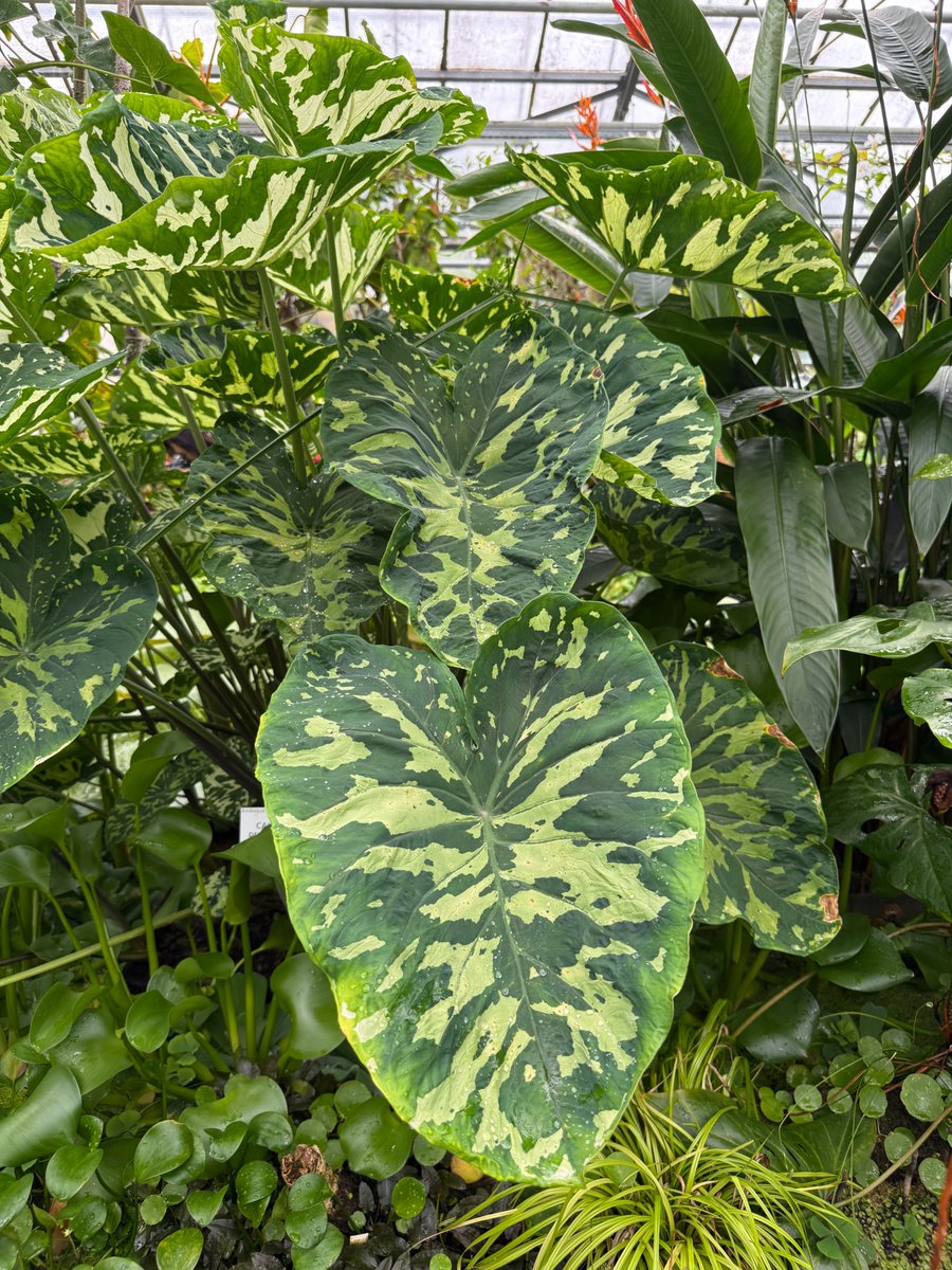 alaindelavie's tweet image. La belle tenue de camouflage du Caladium praetermissum #plantedinterieur #serre #jardinbotanique 
pariscotejardin.fr/2025/08/la-bel…