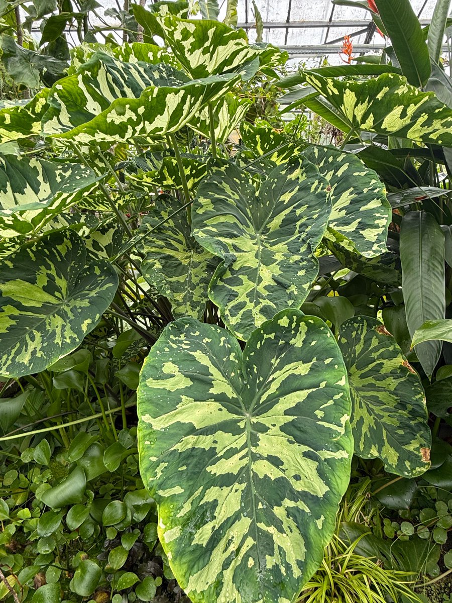 alaindelavie's tweet image. La belle tenue de camouflage du Caladium praetermissum #plantedinterieur #serre #jardinbotanique 
pariscotejardin.fr/2025/08/la-bel…