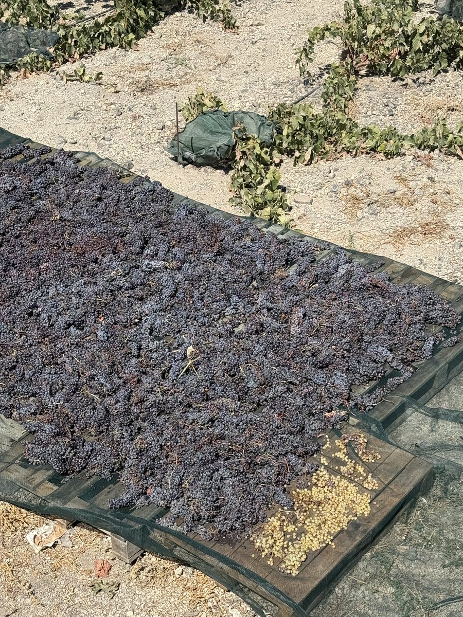 Santorini 🇬🇷 is in trouble. 3y of drought has brought yields less than 1000 kg/ha. Vines die of drought and neglect. 
1st 📷 is the entire crop a grower brought to Gaia, maybe 100 kg where they used to contribute 1 ton. 
Will Santorini wine disappear altogether in 10 years?