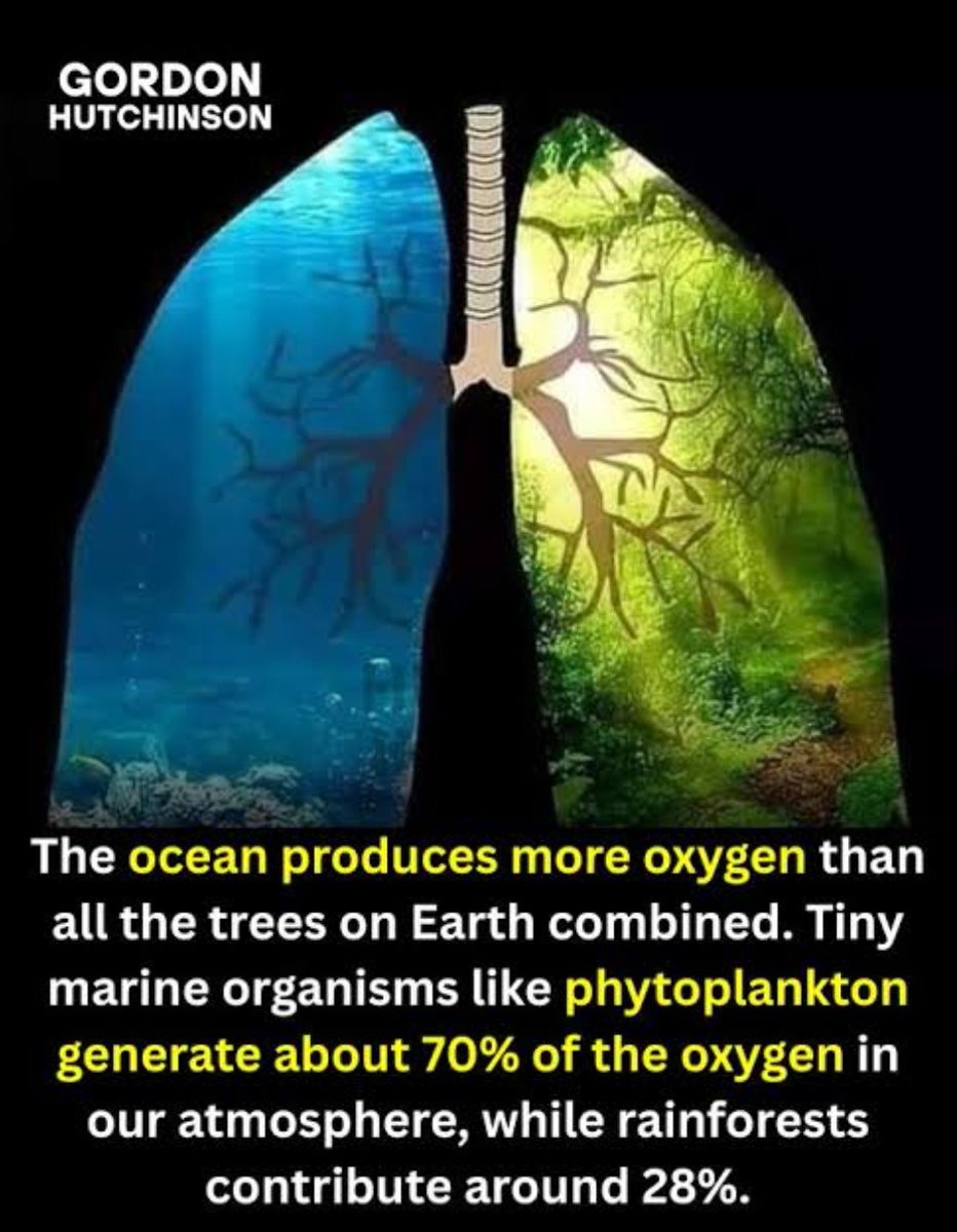 PeterDClack's tweet photo. Up to 93% of the world's CO₂ is stored in the oceans &amp; trillions of microscopic phytoplankton generate 70% of the world's entire supply of oxygen. Oceans are the control mechanism for CO₂ levels in the atmosphere &amp; releases higher volumes in warmer periods - not human activity. https://t.co/Jl4aCIM0Mr