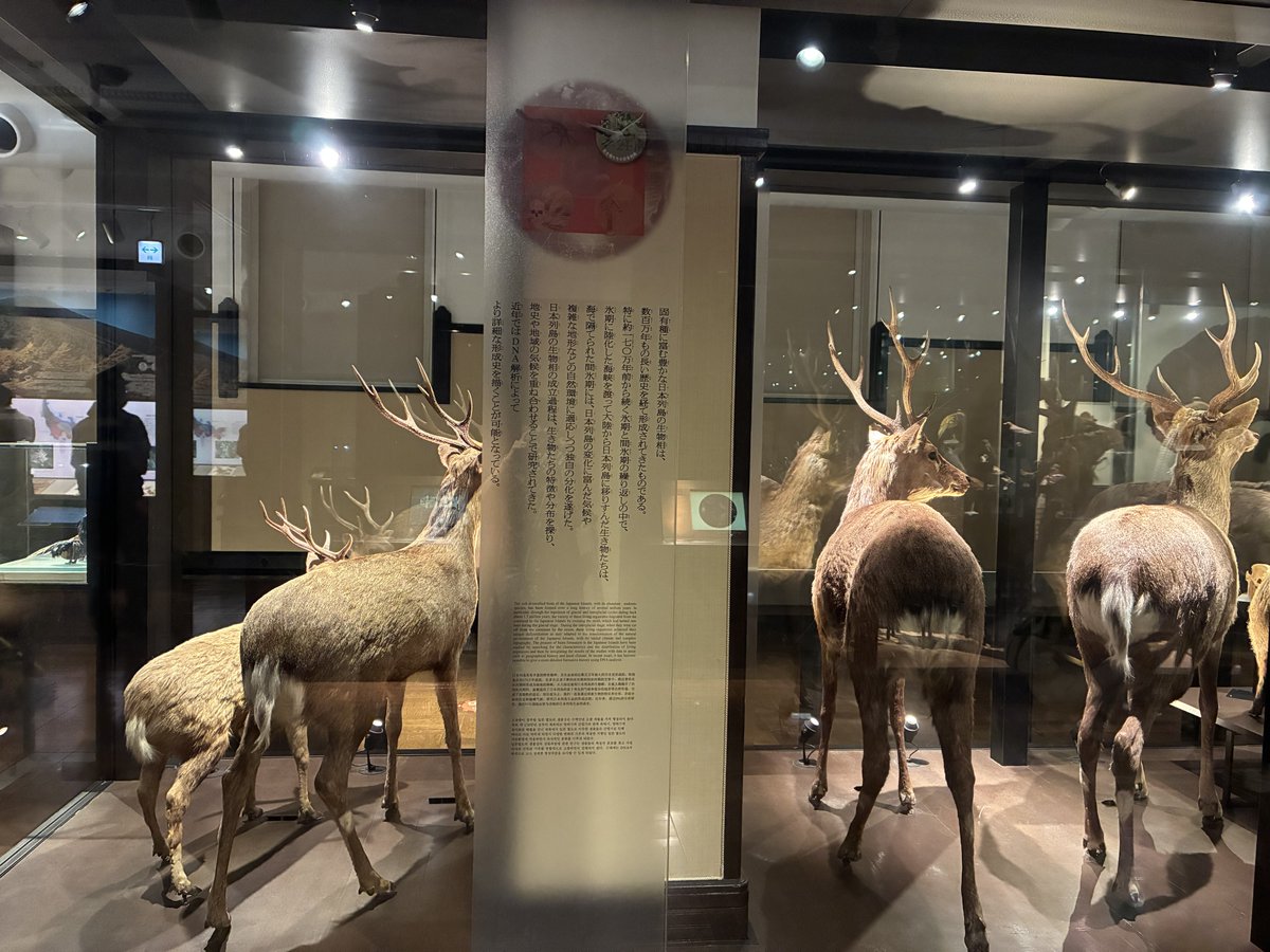 先日国立科学博物館行ったけど、途中から軽くみるだけでも滞在時間5時間かかるのほんとボリュームが素晴らしいよね。日本館行った事なかったけど、メンダコ と鹿の可愛いお尻ゾーンがありました🙏