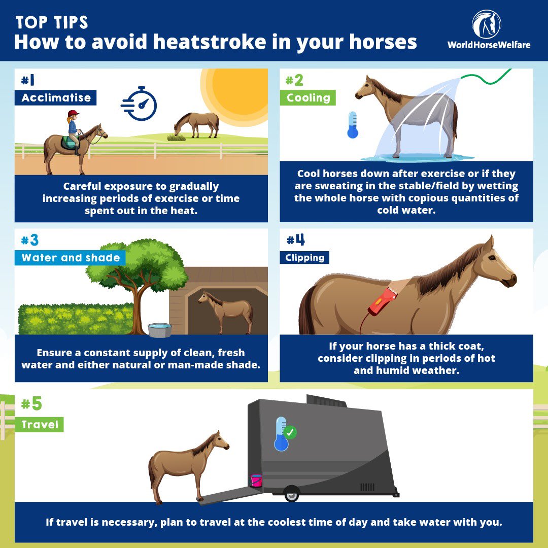 We are fickle - whilst we have been really hoping for lovely weather for our Fun Day today, we don't want it too hot for our horses - we have to keep an eye on them in the heat as it can really affect them. World Horse Welfare have put together some really useful tips that… 1/2