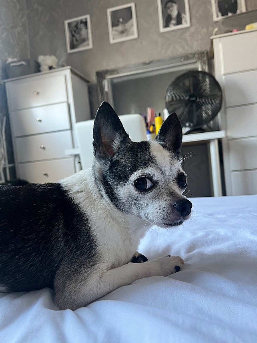 Mummy’s boy 🐾🖤 #Chihuahua #dog #dogmum