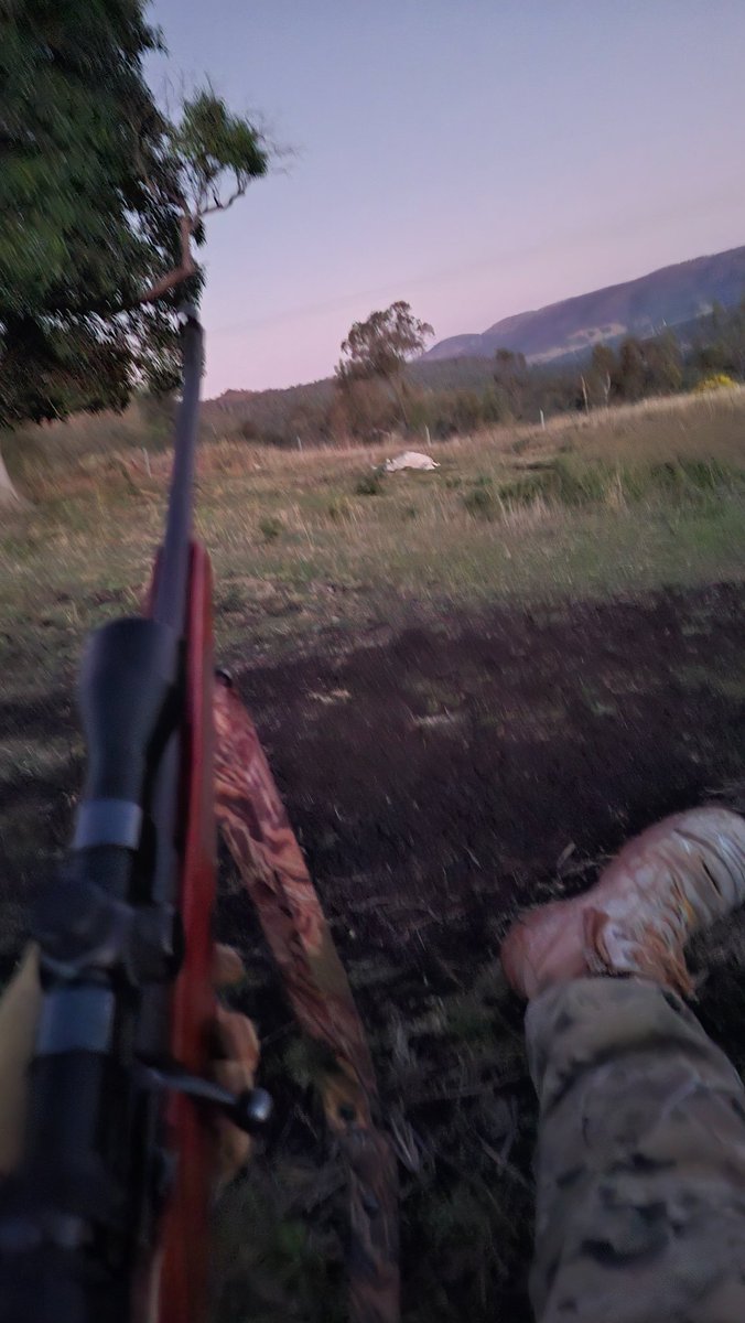 FactFirstNet's tweet image. Old mates lambs are being hunted by wild animals. Never seen a man so upset. Not today lads. Not today.