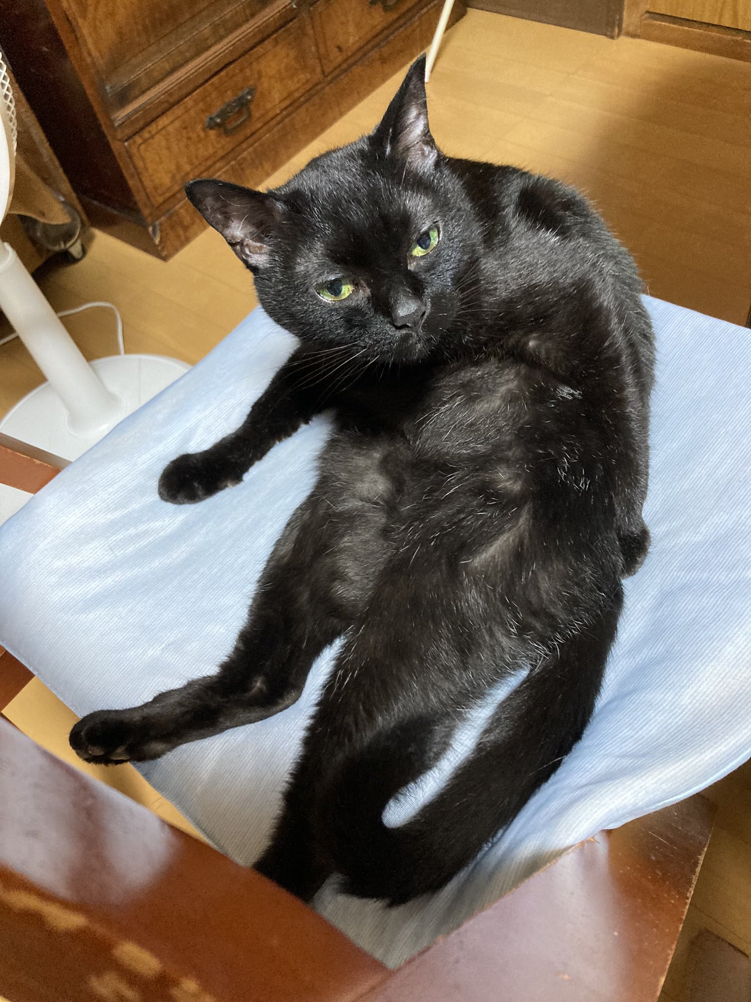 黒猫 UDF ディック・ブルーナ（シリーズ2） 黒猫 – MCT TOKYO