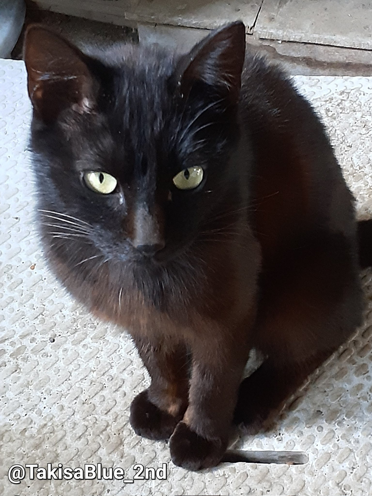 黒猫3 黒猫3兄妹 on X: 