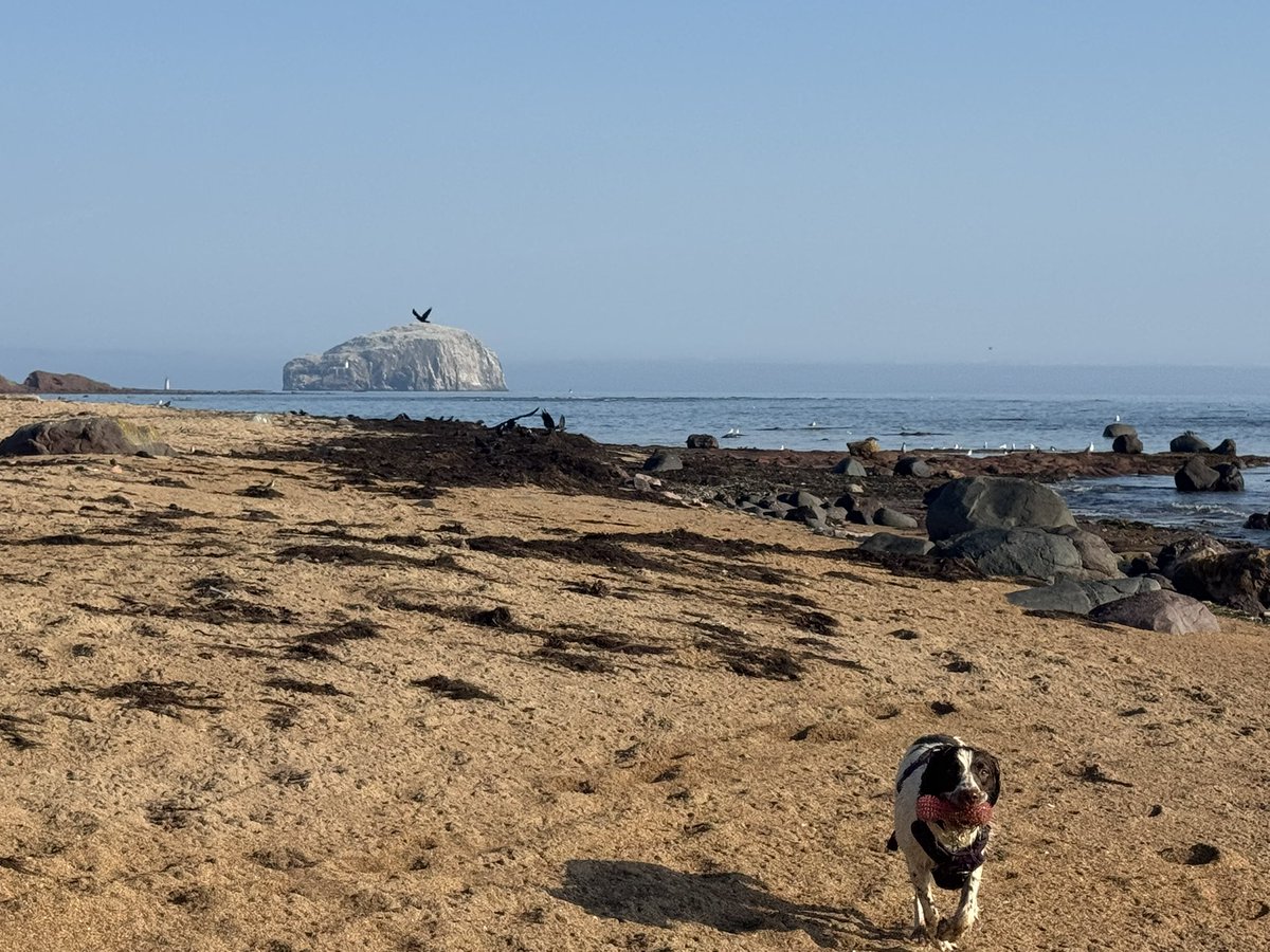 gvhawtin's tweet photo. Morning walk down the beach #ActiveAugust25 #AHPsActive https://t.co/jTrd0Mlxg4