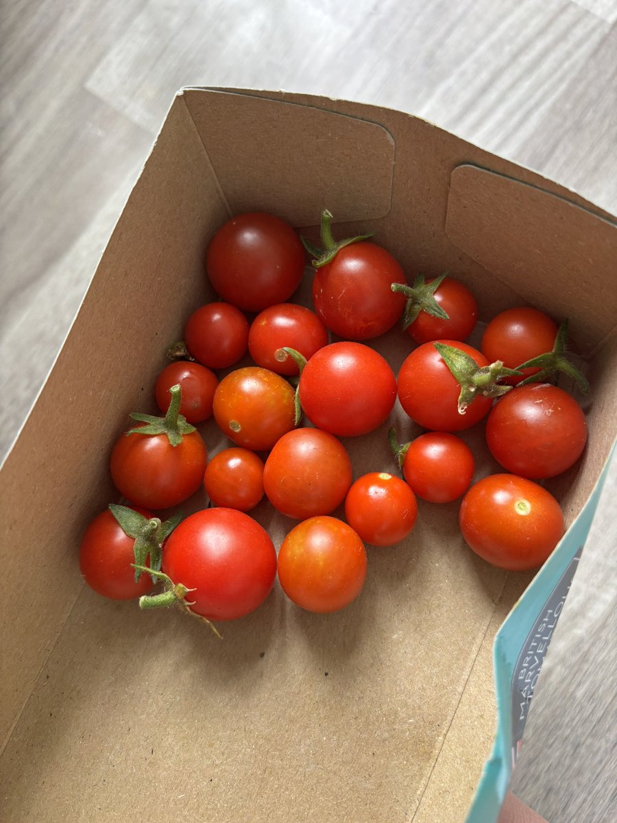 cherry_hudson's tweet photo. I love it when I can pick fresh tomatoes from my garden for a Sunday morning breakfast! 🍅 https://t.co/p35UUFsTaF