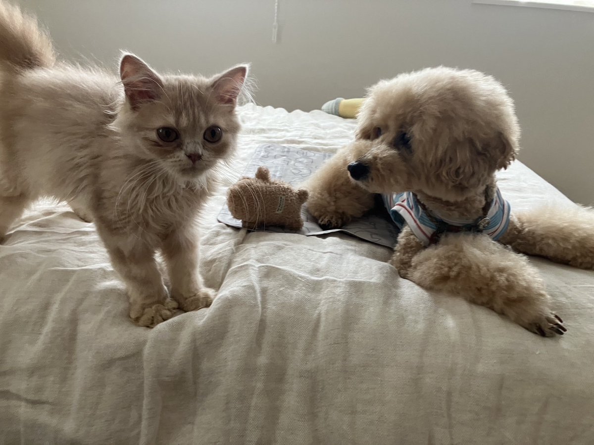 Madone5Revolver's tweet photo. 共存生活🐶🐱
@mugichoco630 
#トイプードル
#スコティッシュフォールド子猫 https://t.co/KhE8V6rEbL