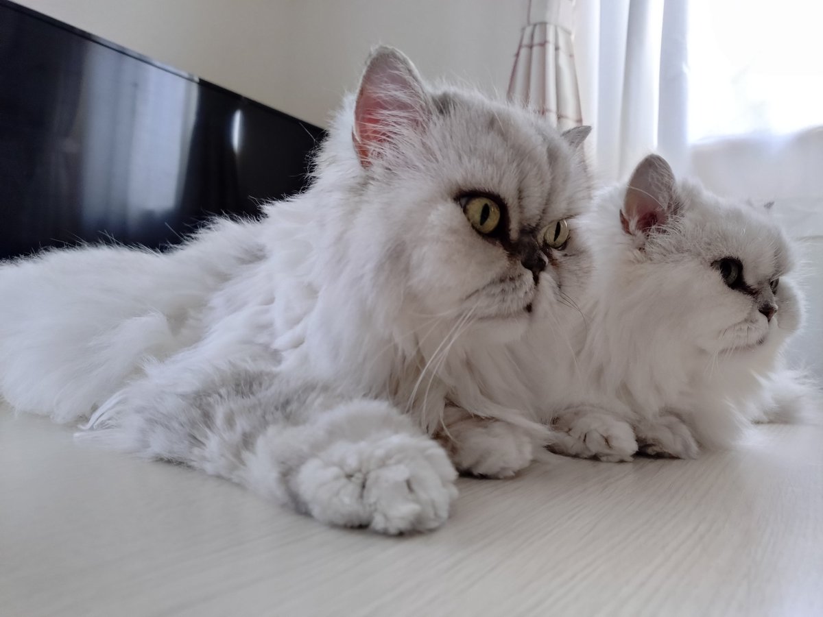 しぃちゃん - Search / X