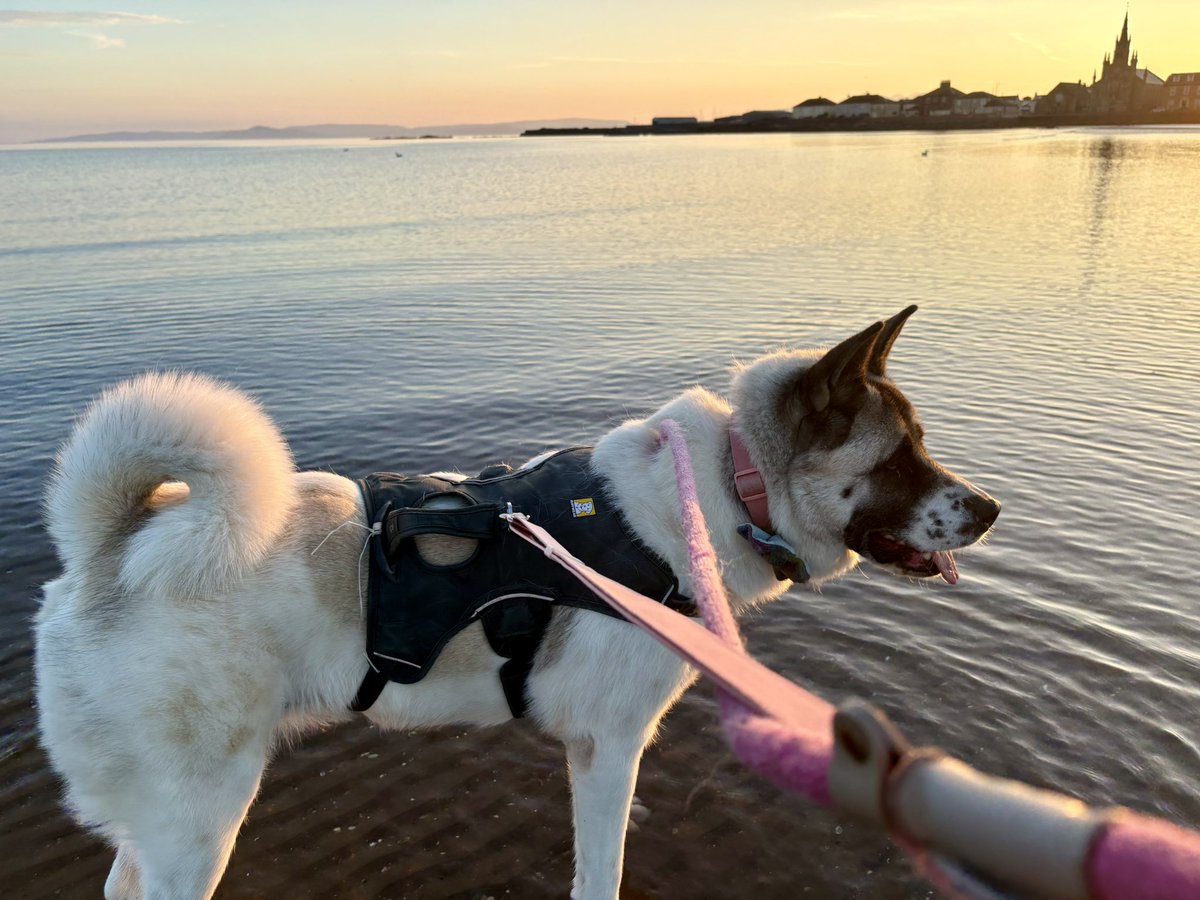 elainefitzp's tweet photo. #lifesbetterbythebeach 🌞🐶🏖️ https://t.co/8CAEwlv8ip