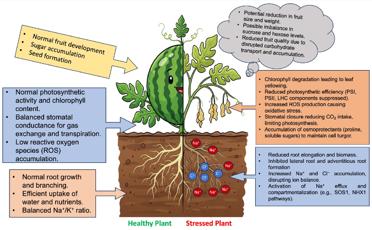 milenaolive_'s tweet photo. Our review "Understanding Salt Stress in Watermelon: Impacts on Plant Performance, Adaptive Solutions, and Future Prospects", is out! 🌱🍉🧂
https://t.co/zrI2rOdKXQ https://t.co/1hmBZypSyj