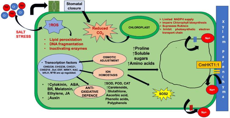 milenaolive_'s tweet photo. Our review "Understanding Salt Stress in Watermelon: Impacts on Plant Performance, Adaptive Solutions, and Future Prospects", is out! 🌱🍉🧂
https://t.co/zrI2rOdKXQ https://t.co/1hmBZypSyj