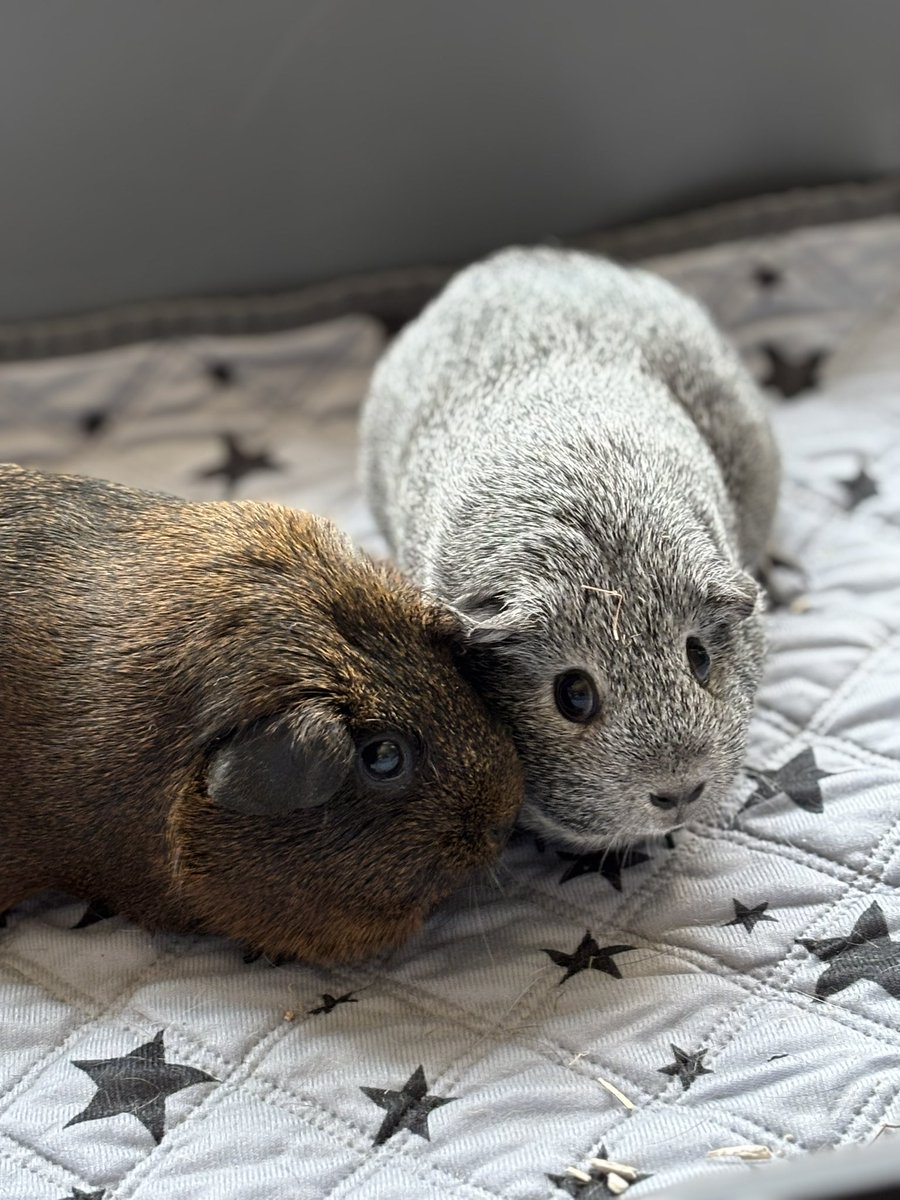 La Maison Des Chons 💪🦀 tweet media