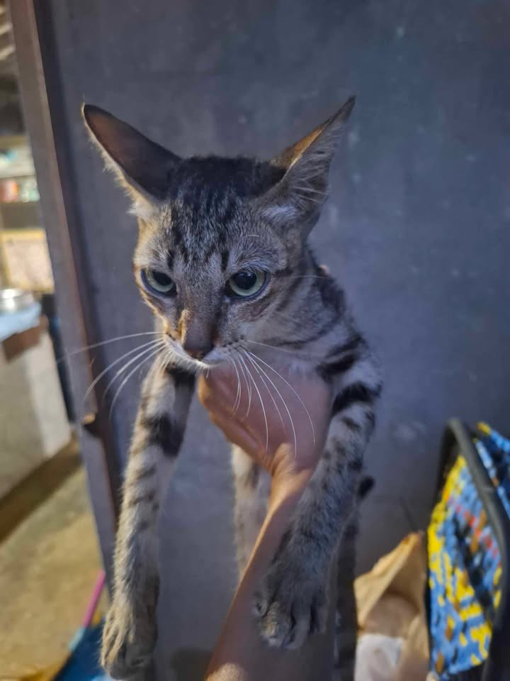 Catster & Co บ้านพักพิงแมวจร tweet media