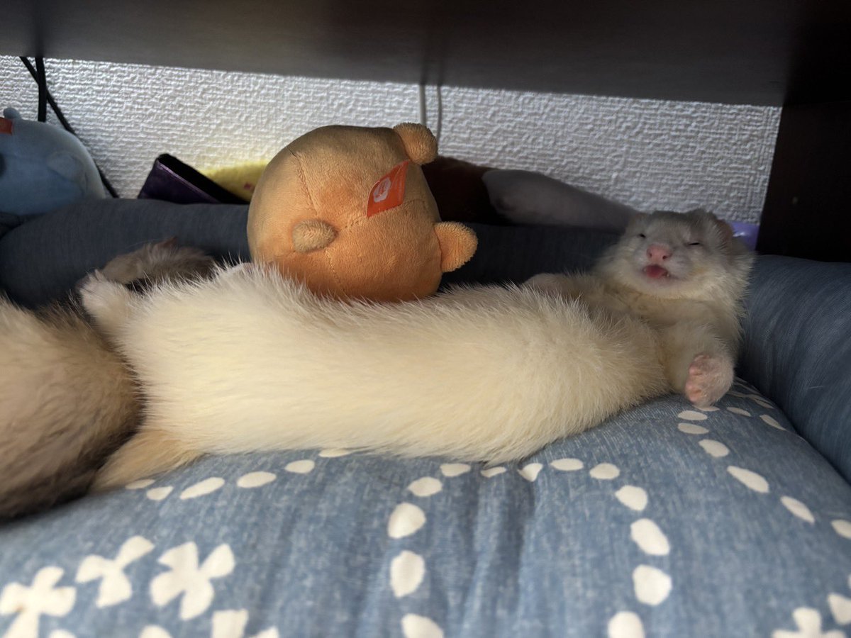 パイちゃんのお昼寝の仕方貫禄あり過ぎやろ...