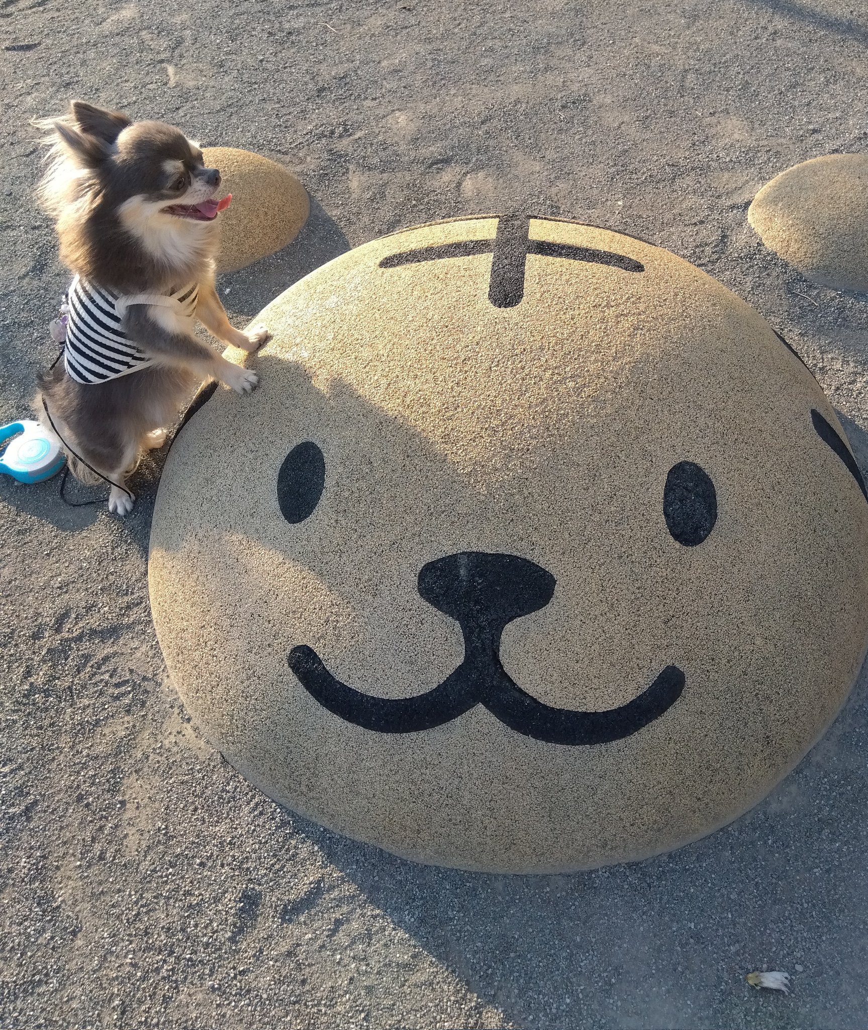チワワ•*¨*•.¸♬︎ ju-npochamu_ on X: 